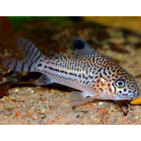 Corydoras julli leopard - 2  - 3 cm