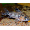 Corydoras julli leopard - 2  - 3 cm