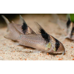 Corydoras melanistus - 3 - 4 cm