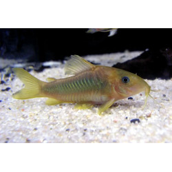 Corydoras melanotaenia - 3.5 - 4 cm