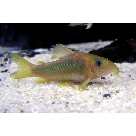 Corydoras melanotaenia - 3.5 - 4 cm