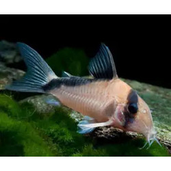 Corydoras melini - 2 - 3 cm