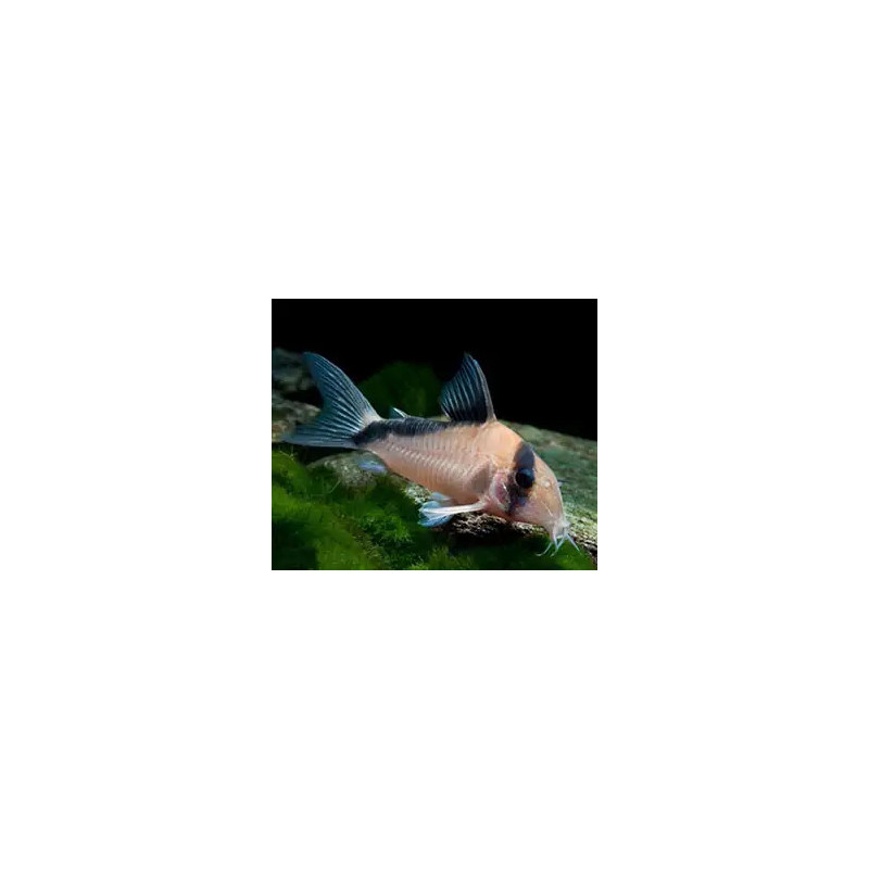Corydoras melini - 2 - 3 cm