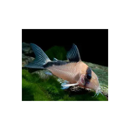 Corydoras melini - 2 - 3 cm