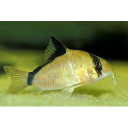 Corydoras metae - 2.5 - 3 cm