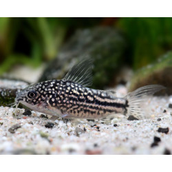 Corydoras nannus - 2.5 - 3 cm