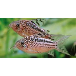 Corydoras napoensis - 3 - 4 cm
