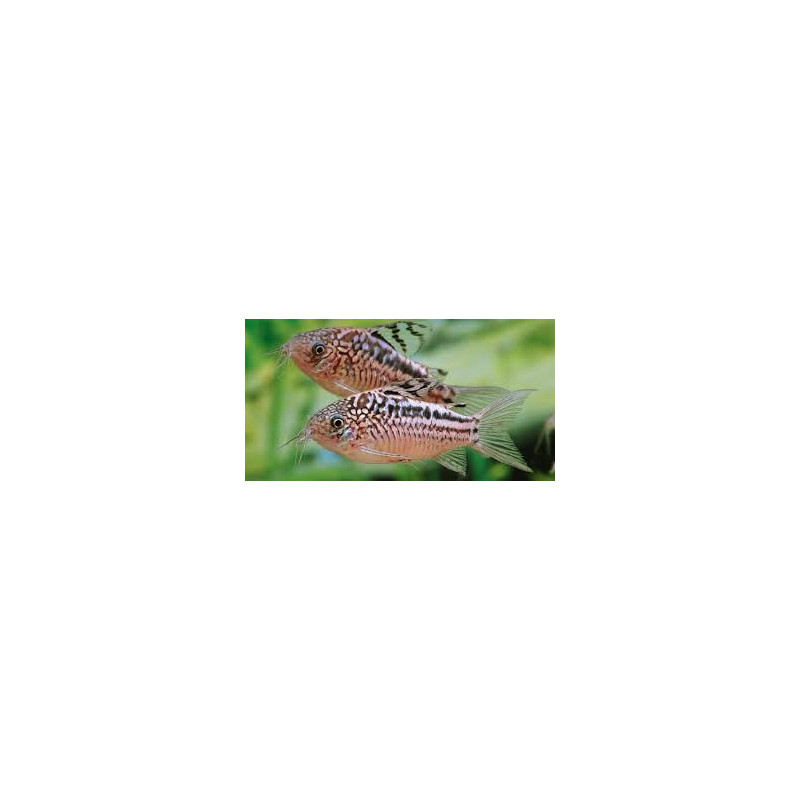 Corydoras napoensis - 3 - 4 cm