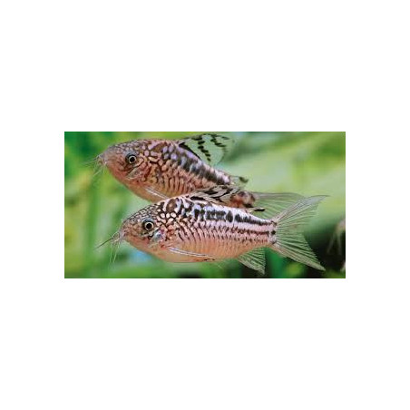 Corydoras napoensis - 3 - 4 cm