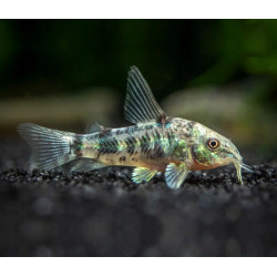Corydoras paleatus - 2.5 - 3 cm