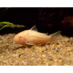 Corydoras paleatus albin - 2 - 2.5 cm