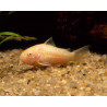 Corydoras paleatus albin - 2 - 2.5 cm