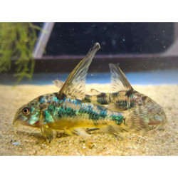 Corydoras paleatus long fin - 3 - 4 cm