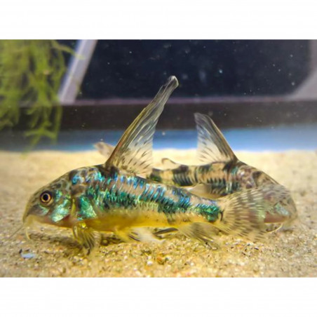 Corydoras paleatus long fin - 3 - 4 cm