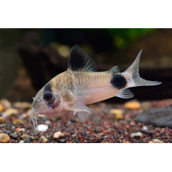 Corydoras panda - 3 - 3.5 cm