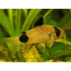 Corydoras panda gold - 2.5 - 3 cm