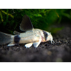 Corydoras panda long fin - 2.5 cm