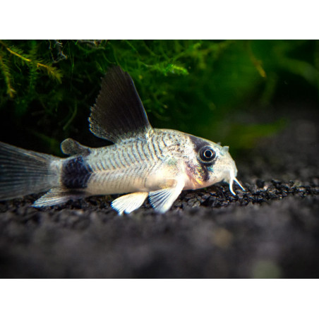 Corydoras panda long fin - 2.5 cm