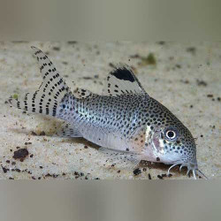 Corydoras punctatus - 3 - 4 cm