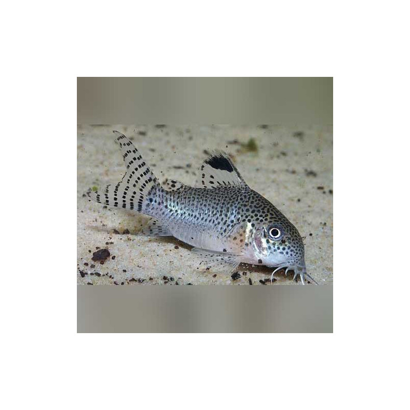 Corydoras punctatus - 3 - 4 cm