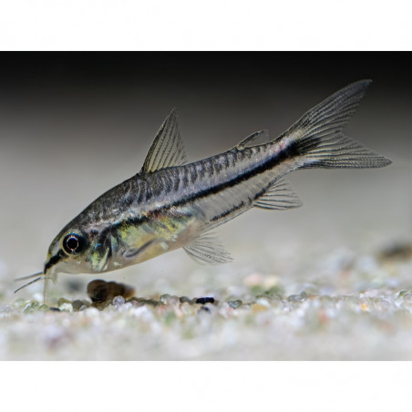 Corydoras pygmaeus - 1 - 2 cm