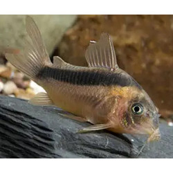 Corydoras rabauti 3 - 3.5 cm
