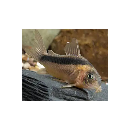 Corydoras rabauti 3 - 3.5 cm