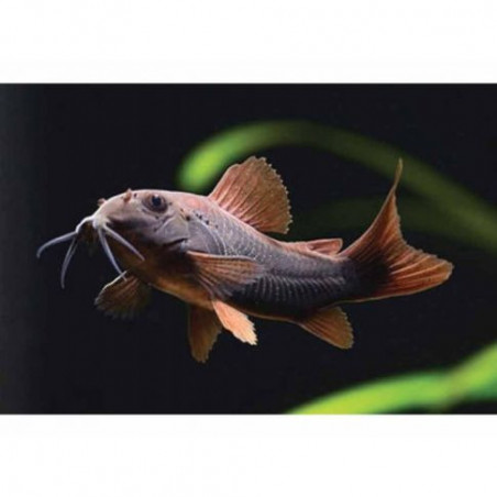 Corydoras sp. black venezuela - 2 - 2.5 cm