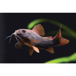 Corydoras sp. black venezuela - 2.5 - 3 cm