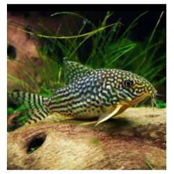 Corydoras sterbai - 2.5 - 3 cm