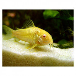 Corydoras sterbai albino - 2.5 cm