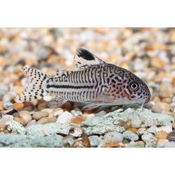 Corydoras trilineatus - 2.5 - 3 cm