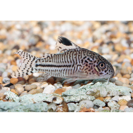 Corydoras trilineatus - 2.5 - 3 cm