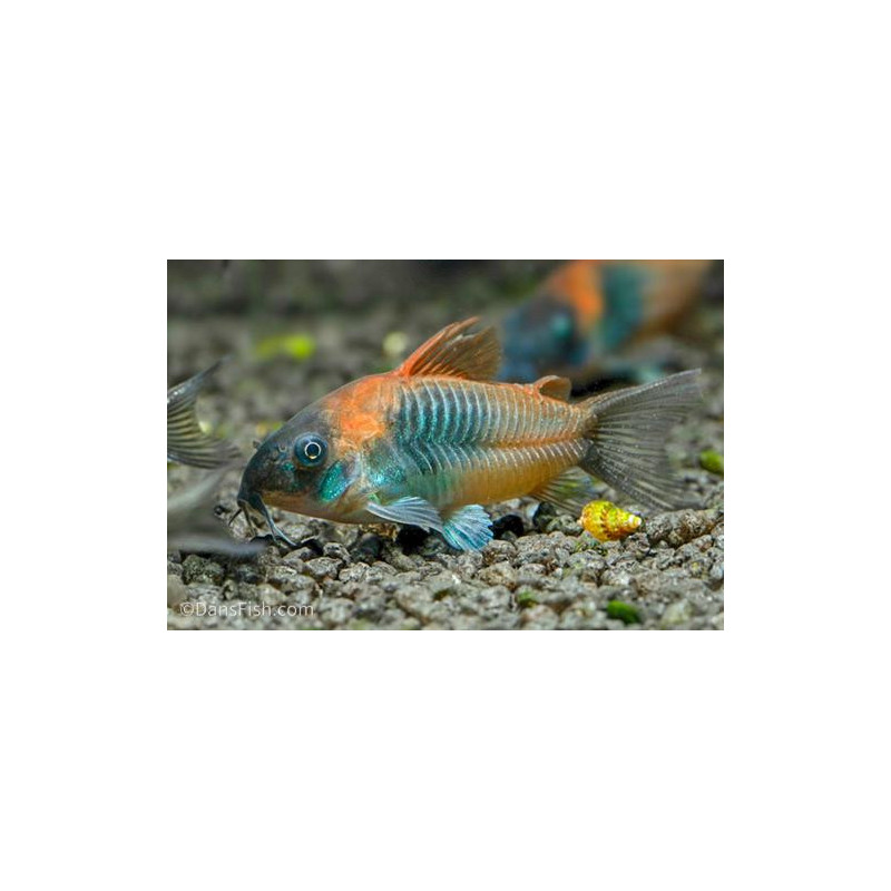 Corydoras venezuelanus - 2.5 - 3 cm