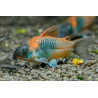 Corydoras venezuelanus - 2.5 - 3 cm