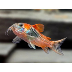 Corydoras venezuelanus orange - 2.5 - 3 cm