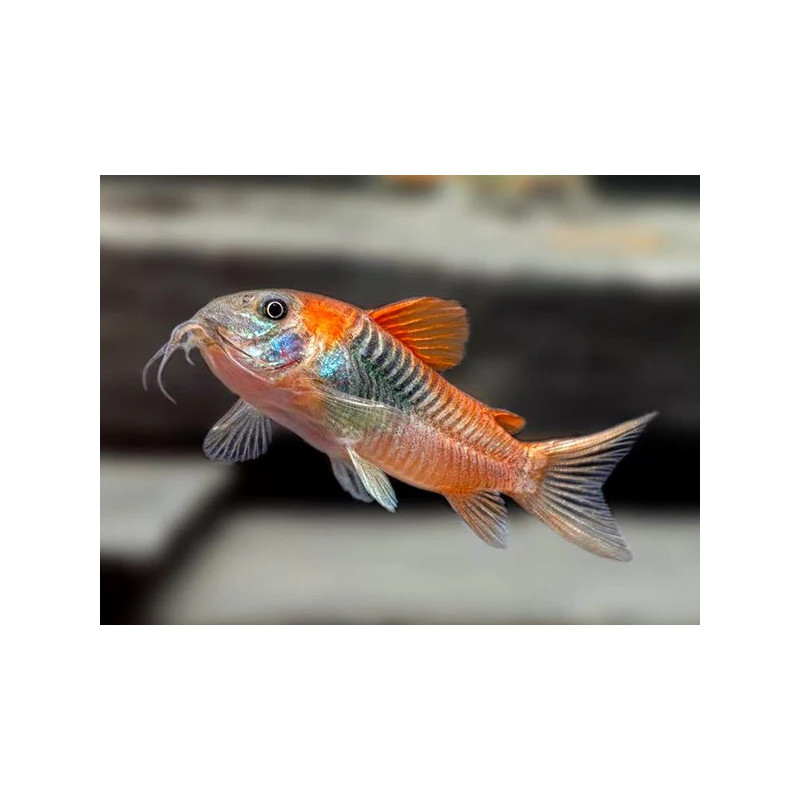 Corydoras venezuelanus orange - 2.5 - 3 cm