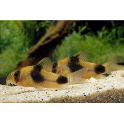 Corydoras weitzmani - 2 - 2.5 cm