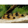 Corydoras weitzmani - 2 - 2.5 cm