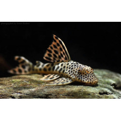 L075 Hyphostomus para-pleco - 4 - 7 cm