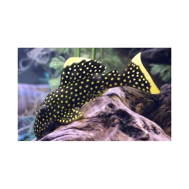 L081 Baryancistrus sp. - 4 - 5 cm