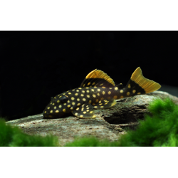 L177 Baryancistrus sp. - 5 cm