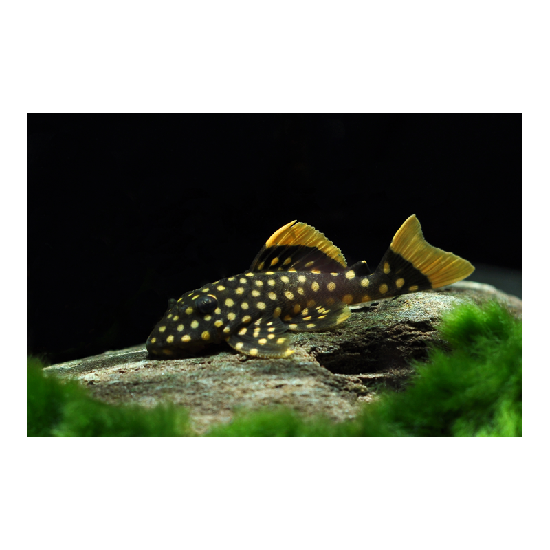 L177 Baryancistrus sp. - 5 cm
