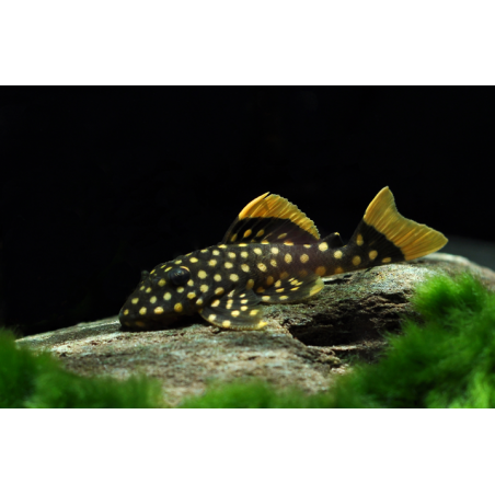 L177 Baryancistrus sp. - 5 cm