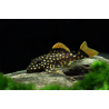 L177 Baryancistrus sp. - 5 cm