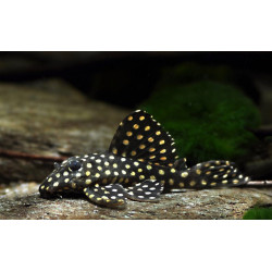 L201 Hypancistrus inspector -5 - 8 cm