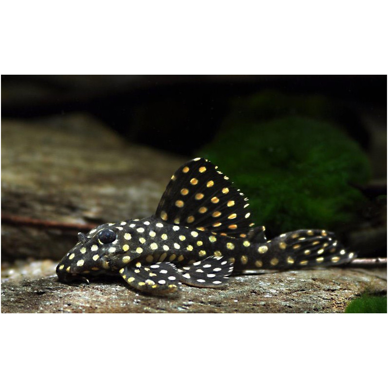 L201 Hypancistrus inspector -5 - 8 cm