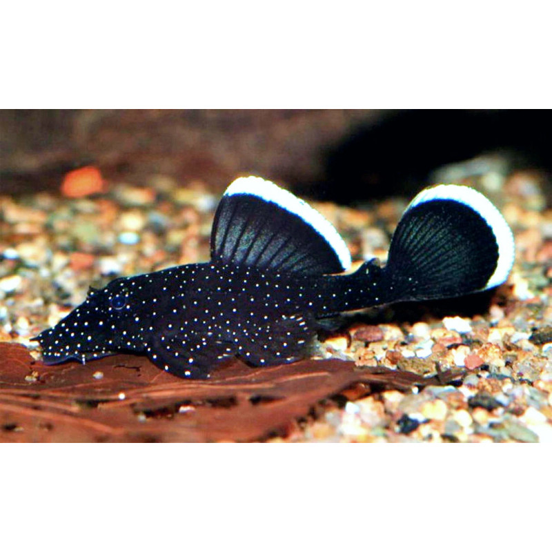 L213 Ancistrus sp. - 3 - 4 cm