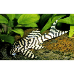 L236 Hypancistrus basic - 3.5 cm