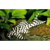 L236 Hypancistrus basic - 3.5 cm